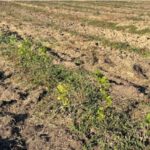 Investigație jurnalistică: „Împădurirea eșuată de la Mălăiești poate fi considerată delapidare de fonduri?”