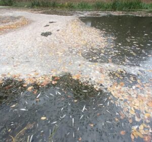 Alertă de poluare pe râul Răut. Pe suprafața apei a fost observată spumă