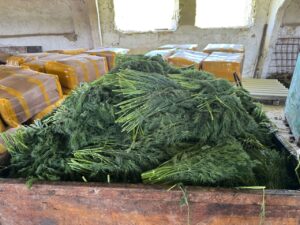 Zece tone de mărar cu pesticide, distruse înainte de a ajunge pe piața din R. Moldova