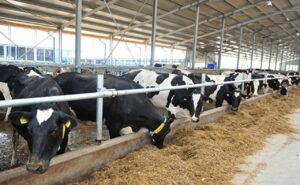 R. Moldova își asigură doar jumătate din consumul de lactate din producția proprie: „Țara are toate șansele să dezvolte un sector puternic și competitiv”