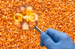 Apel Public: „Cerem retragerea proiectului de lege privind introducerea pe piață a organismelor modificate genetic”