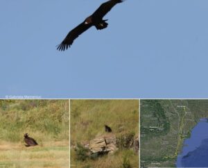 Un oaspete rar a ales Orheiul. Un vultur negru monitorizat prin GPS a petrecut aproape o săptămână în valea Răutului
